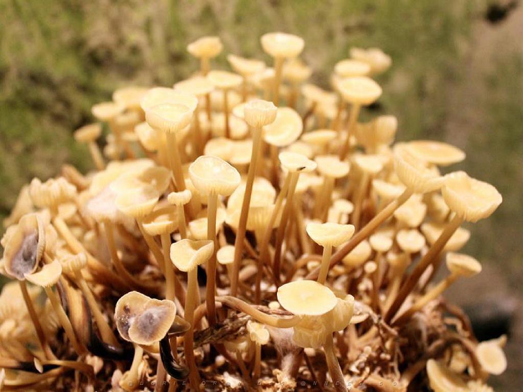 149 MUSEE DU CHAMPIGNON A  SAUMUR 2016 1_000051.jpg